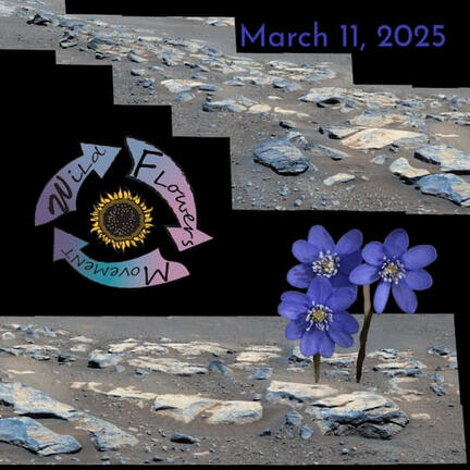 March 11, 2025 Wildflowers' Movement - Newsletter March 11, 2025 : Spring Renewal and Resilience: Letting Go of Winter Blues
