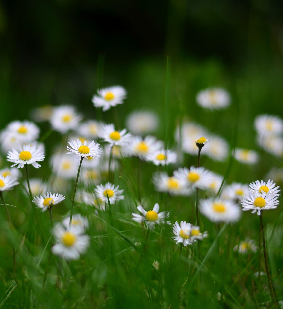 Wildflowers' Movement- daisies image from pixabay